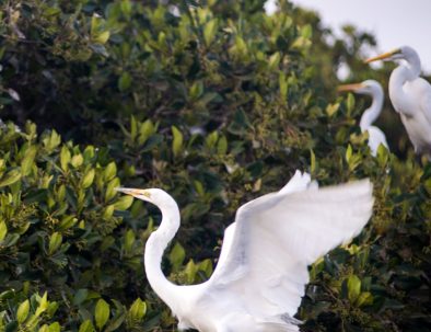 Birds and Wildlife of Senegal and Gambia