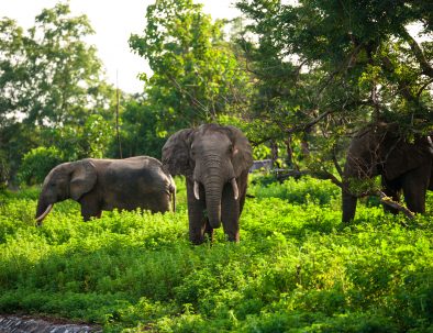 Mole National Pack Elephant: Tour Ghana, Tour Africa, Ghana tours, cultural tours, budget travel, last minute travel, vacation packages, destination, trip, travel agency, transportation services