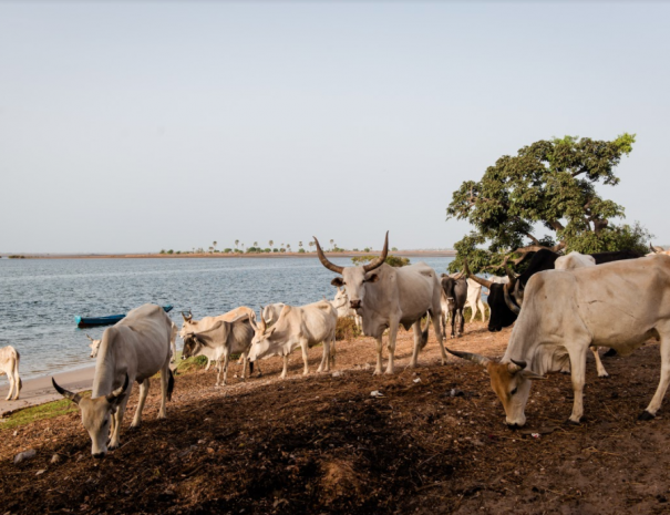 Uprise Travel | Senegal