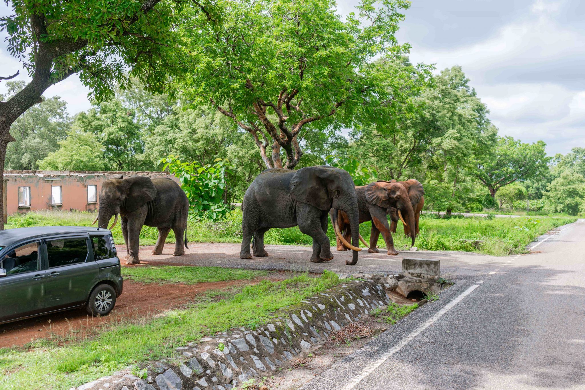 safari-tours-in-mole-national-park-complete-visitor-guide-2026
